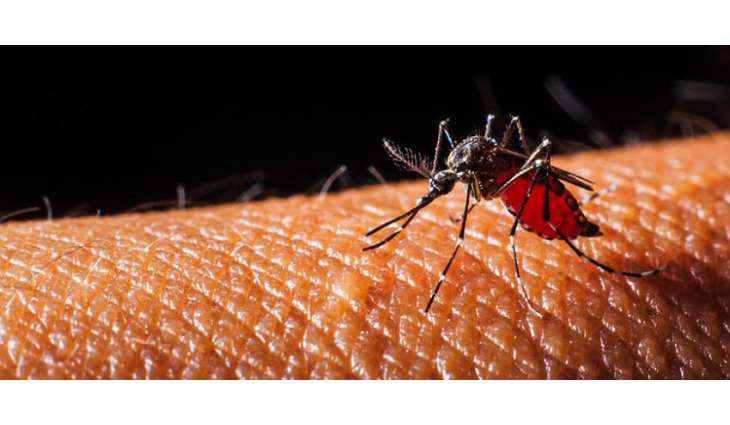 Paraguayan Health Ministry Warns of Increase in Dengue Infections