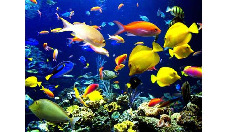 Annual production of fish farms in Dibba Fujairah totals 2,000 tonnes