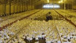 Russia Curbs Poultry Import From Japan Amid Reports on Avian Flu - Agricultural Watchdog