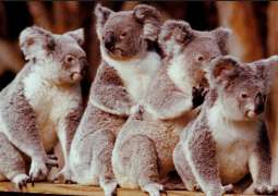 WWF Australia Says Over 60,000 Koalas Lost During 2019-2020 Bushfires