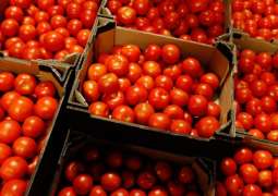 Rosselkhoznadzor Discussed Supplies of Tomatoes to Russia With Azerbaijan, Armenia