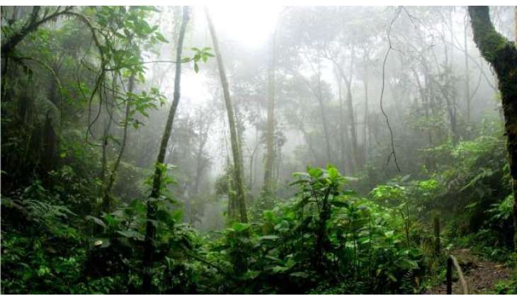 Deforestation in Brazil's Amazon Reaches Highest Rate Since 2008 - Authority
