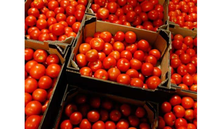 Rosselkhoznadzor Discussed Supplies of Tomatoes to Russia With Azerbaijan, Armenia