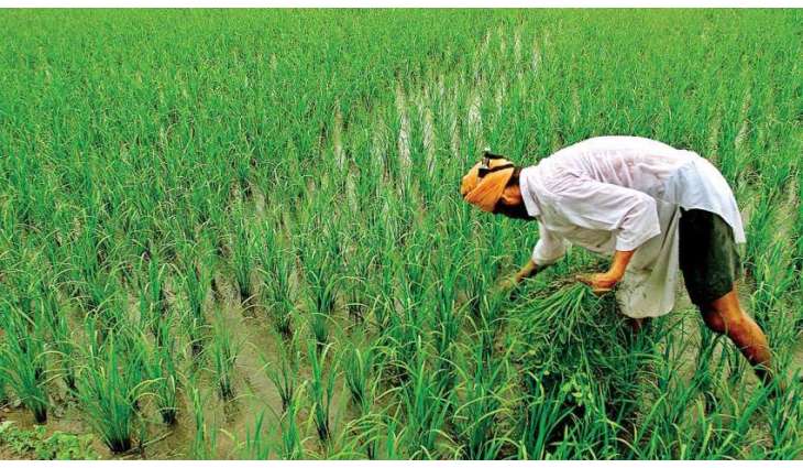 Nation celebrates the second ‘Kissan Day’ with enthusiasm
