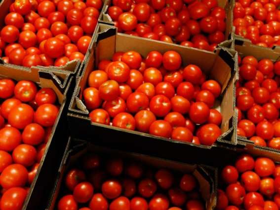 Rosselkhoznadzor Discussed Supplies of Tomatoes to Russia With Azerbaijan, Armenia