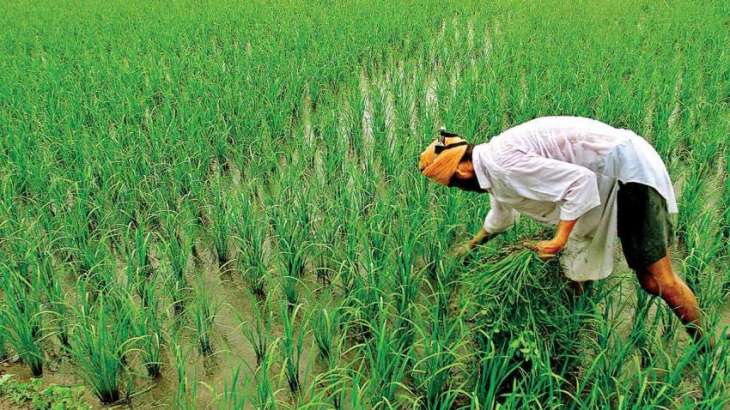 Nation celebrates the second ‘Kissan Day’ with enthusiasm