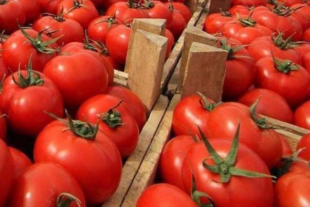 Russia Food Safety Watchdog to Query Morocco Over Pepino Mosaic Virus in Tomato Imports