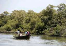 Depletion of mangroves: ecosystem posing threat to sea communities, biodiversity
