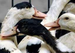 French Agriculture Minister Confirms 180 Bird Flu Outbreaks Across Country Since November