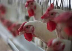 S.Korea Culled Nearly 19Mln Poultry Animals in 2 Months Over Bird Flu Spread - Authorities