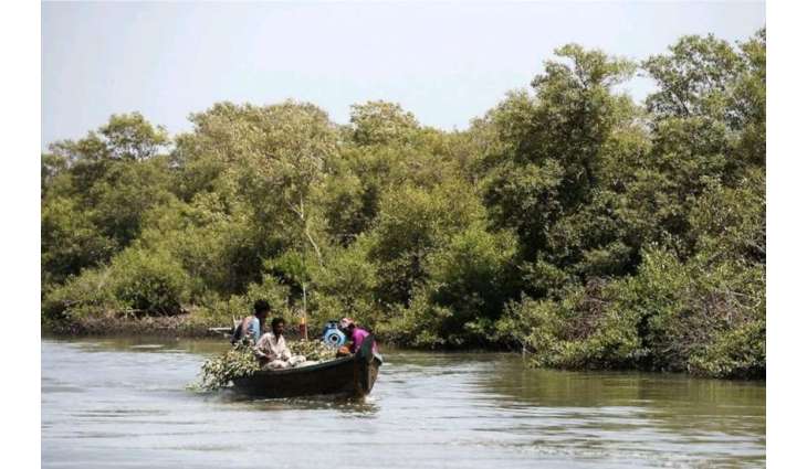 Depletion of mangroves: ecosystem posing threat to sea communities, biodiversity