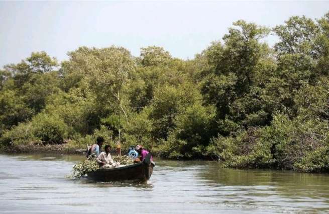 Depletion of mangroves: ecosystem posing threat to sea communities, biodiversity