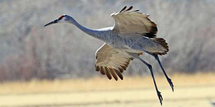 About 185 Red Book Cranes Die in Askania-Nova Nature Reserve in Ukraine - Police