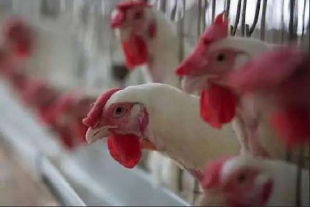 S.Korea Culled Nearly 19Mln Poultry Animals in 2 Months Over Bird Flu Spread - Authorities