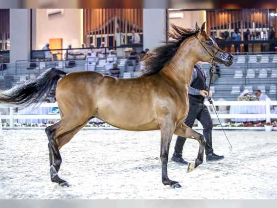 Emirates Arabian Horse Breeders Championship 2021 to start tomorrow in Al Ain