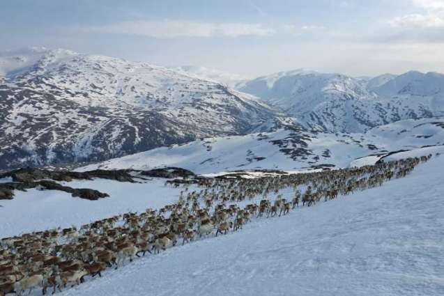 Norway's Indigenous Herders Sue Against Wind Farm Disturbing Reindeer Routes - Reports