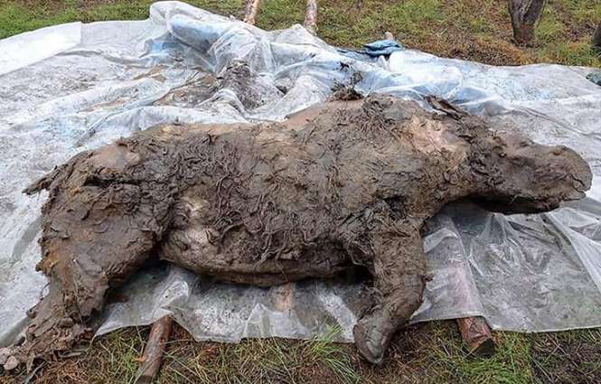 Scientists Present 20,000-Year-Old Woolly Rhinoceros Unearthed in Siberia - Reports