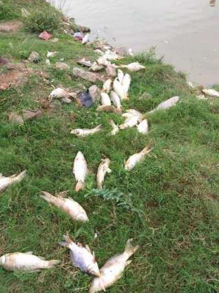 India releases poisonous water into Sutlej river, kills large number of fish