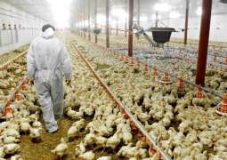 Japan to Cull Some 250,000 Chickens Over New Bird Flu Outbreak - Reports