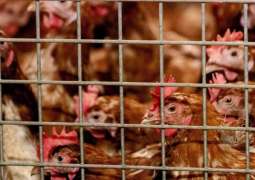 Dutch Agriculture Ministry Reports New Bird Flu Outbreak at Poultry Farm in South