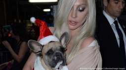Lady Gaga’s stolen unharmed dogs return to police