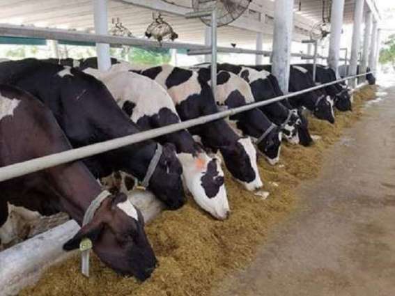 New U.S. Cattle Shipments Bolster the Productivity of Pakistan’s Dairy Sector