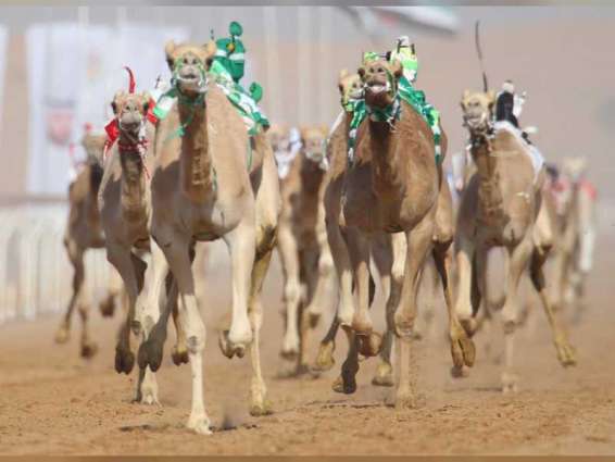 اكتمال التحضيرات لانطلاق مهرجان محمد بن زايد آل نهيان لسباقات الهجن ومزاينة الإبل "اللبسة 2021"