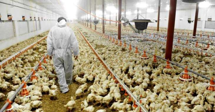 Japan to Cull Some 250,000 Chickens Over New Bird Flu Outbreak - Reports
