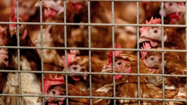 Dutch Agriculture Ministry Reports New Bird Flu Outbreak at Poultry Farm in South