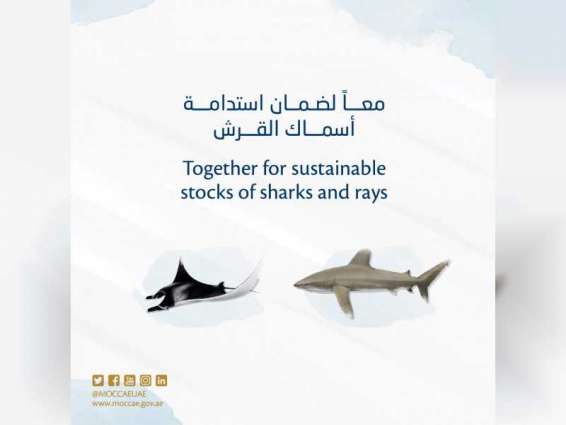 التغير المناخي والبيئة تبدأ حظر وتنظيم صيد أسماك القرش مطلع مارس المقبل