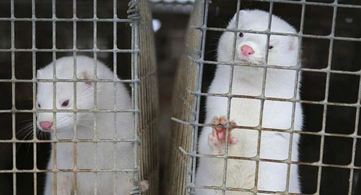 Denmark Announces Tender to Exhume, Transport Culled Mink For Incineration