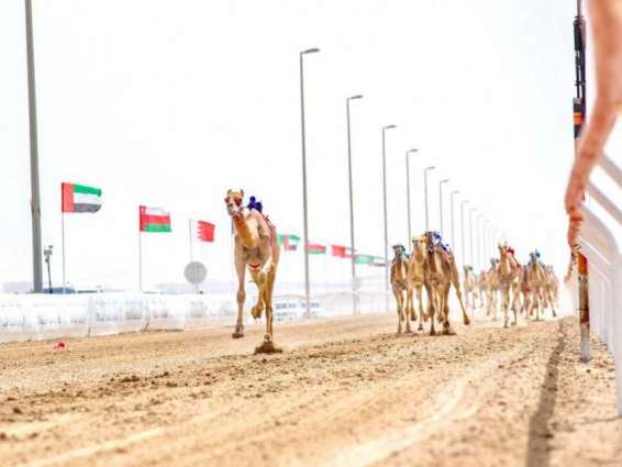 Final Annual Camel Races Festival 'Wathba 2021' starts Monday