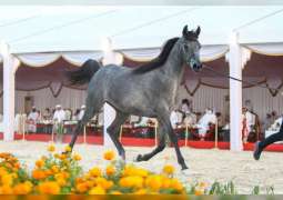 "معجب عذبه" يحقق أعلى معدل في رابع أيام بطولة الظفرة للخيول العربية