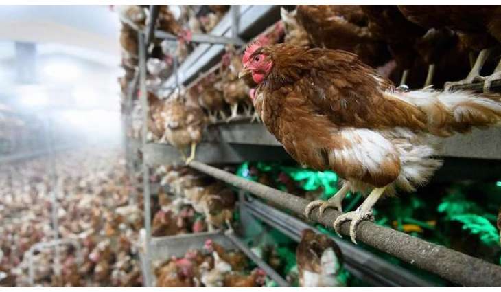 Japan to Cull 77,000 Chickens Over New Bird Flu Outbreak in Tochigi - Reports