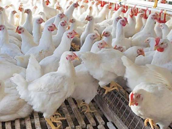 Boycott Chicken becomes top trend in Pakistan