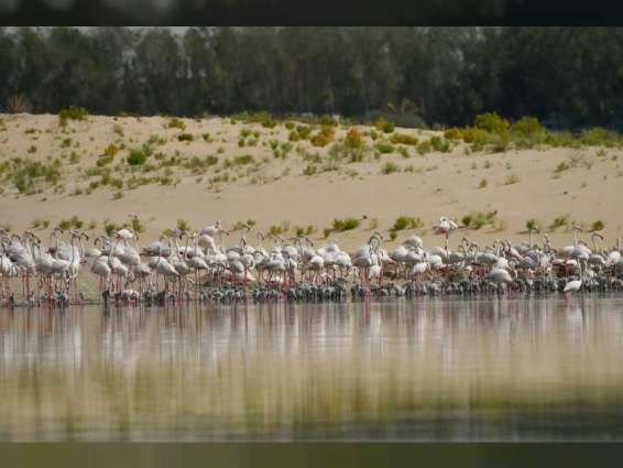 Al Wathba Wetland Reserve to temporarily close for bird nesting season