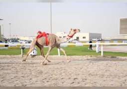 Presidential Camels dominate ‘Al Shahaniya' camel race final meeting in Qatar