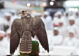 ADIHEX contributes to promoting captive-bred falcons