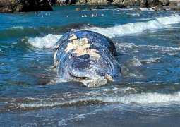 Four Gray Whales Found Dead in San Francisco Bay Area in Just Over One Week - Nonprofit