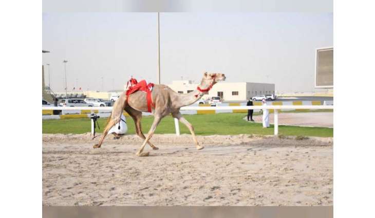 Presidential Camels dominate ‘Al Shahaniya' camel race final meeting in Qatar
