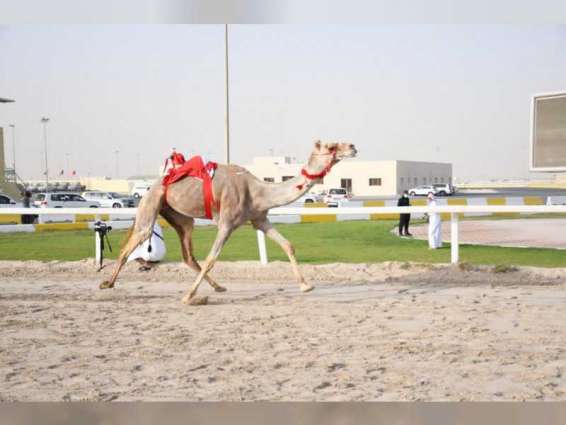 Presidential Camels dominate ‘Al Shahaniya' camel race final meeting in Qatar