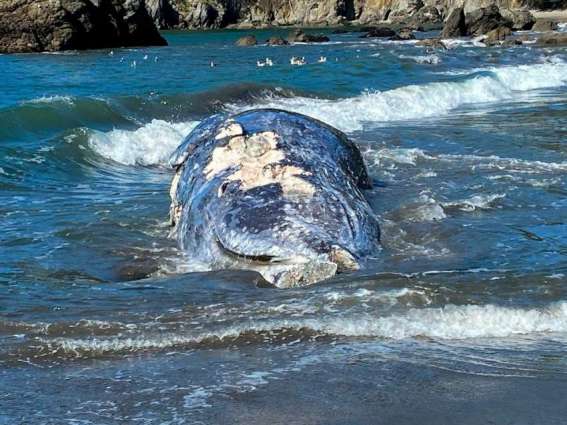 Four Gray Whales Found Dead in San Francisco Bay Area in Just Over One Week - Nonprofit