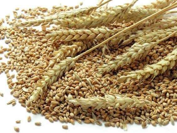 Exporters Suspend Purchase of Russian Wheat Due to High Export Fees - Reports