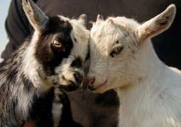 UK Government Unveils Action Plan Recognizing Animals as Sentient Beings