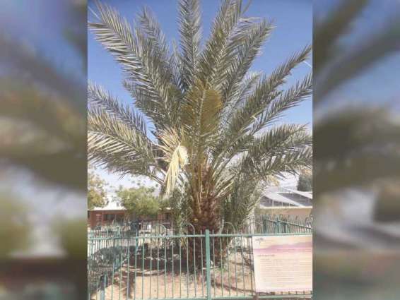 NYU Abu Dhabi researchers sequence genome of 2,000 year-old extinct date palm