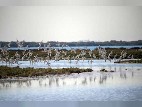 سواحل أم القيوين و محمياتها الطبيعية موطن للطيور المهاجرة