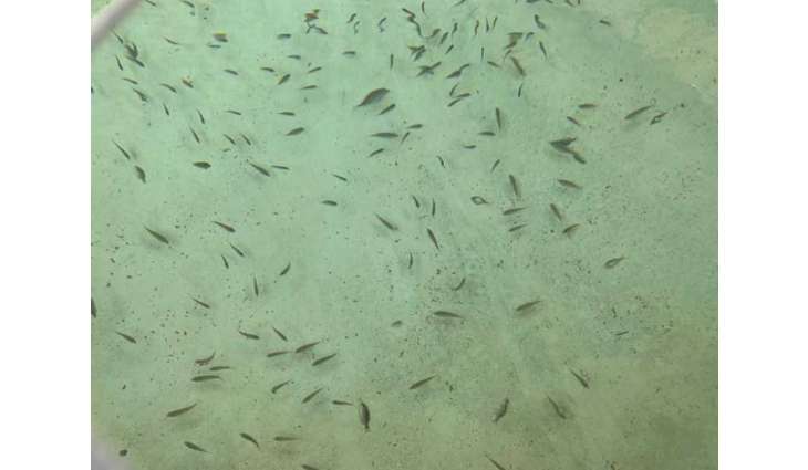 Fish Mothers Incubators Project will help increase fish stocks: Chairman of UAQ Fishermen Association
