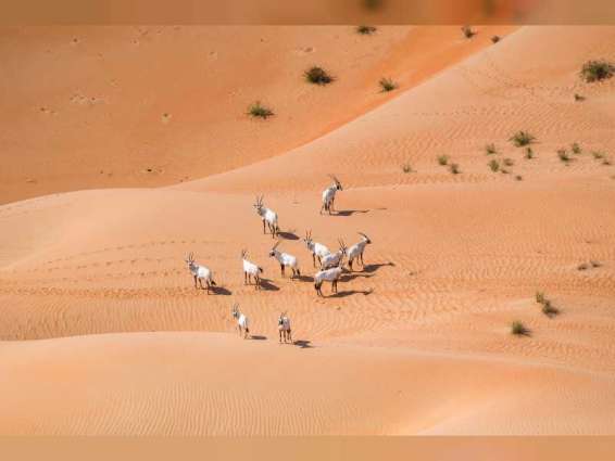 EAD records 22 percent increase in number of Arabian Oryx in protected area