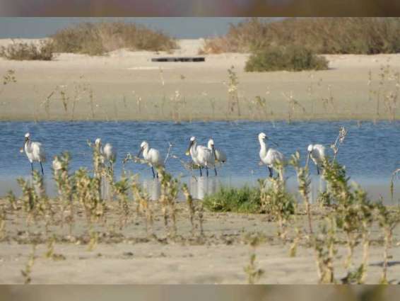 EGA begins planting 10,000 mangroves in Jebel Ali Wildlife Sanctuary