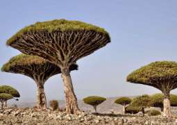 UAE’s US$110 mn development, relief aid enabled Socotra to overcome challenges, dire conditions